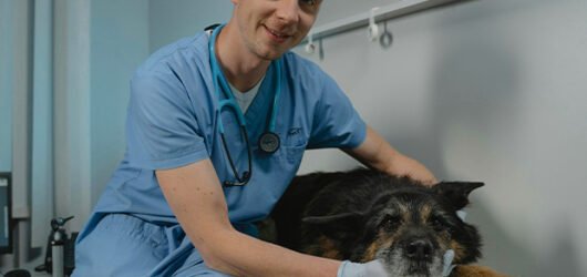 Older pets and insurance: Is it too late to get coverage?