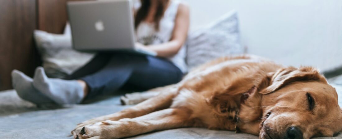 Napo Secures £12m to Transform Pet Insurance