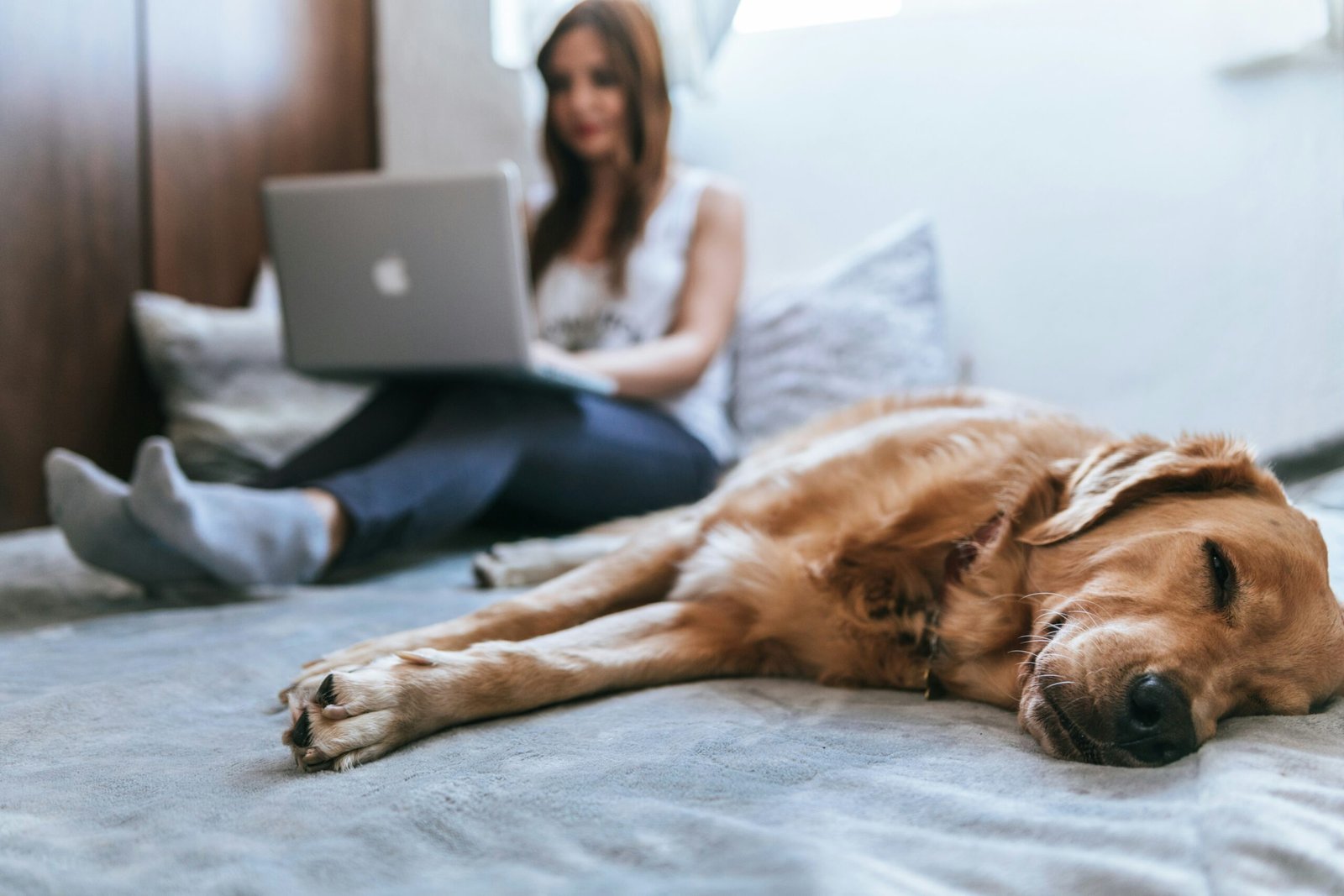 Napo Secures £12m to Transform Pet Insurance